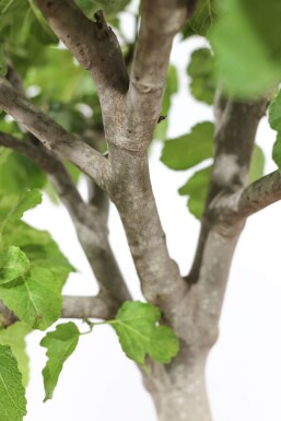 Figuier / Ficus Carica Sur tige/stipe/tronc 150-175 cm