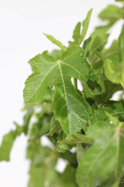 Figuier / Ficus Carica Sur tige/stipe/tronc 150-175 cm