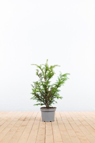 If Commun / Taxus Baccata 40-60 cm pot