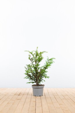 If Commun / Taxus Baccata 40-60 cm pot