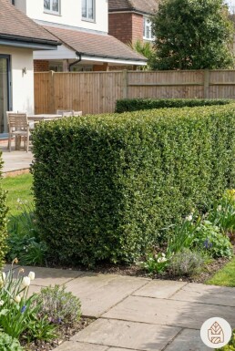 Houx Crénelé / Ilex Crenata Dark Green 60-80 cm - Pot