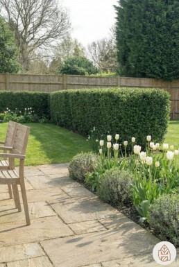 Houx Crénelé / Ilex Crenata Dark Green 60-80 cm - Pot