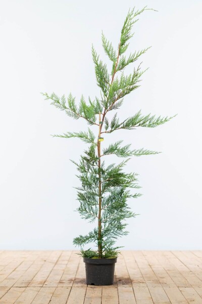 Cypres De Leyland Cupressocyparis Leylandii 125-150 cm - Pot