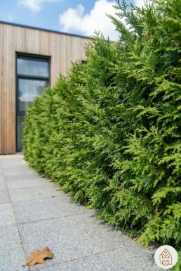 Cypres De Leyland Cupressocyparis Leylandii 150-175 cm - Pot