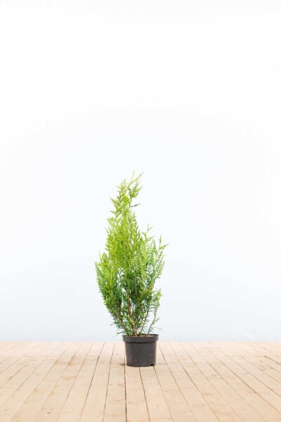 Thuya Plicata Atrovirens 60-80 cm - Pot