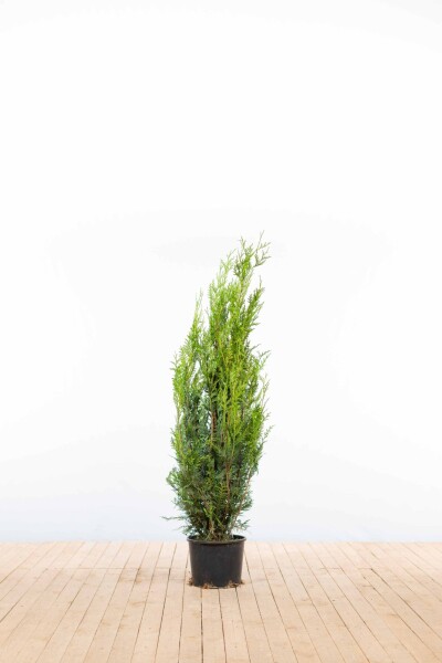 Thuya Plicata Atrovirens 125-150 cm - Pot