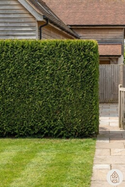 Thuya Plicata Excelsa 100-125 cm - Pot