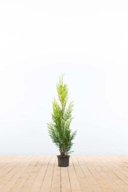Thuya Plicata Martin 80-100 cm - Pot