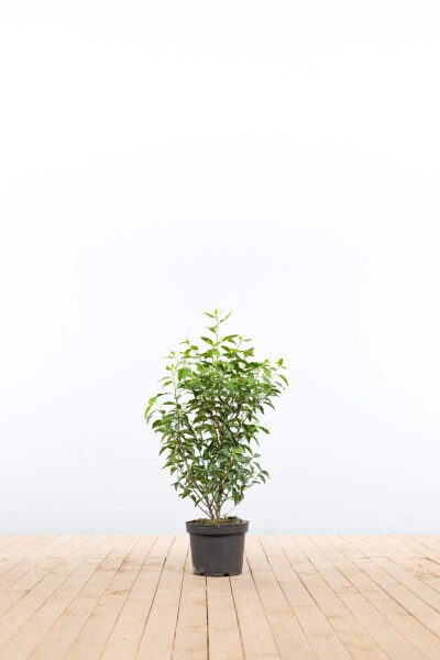 Laurier-cerise / Laurier Du Portugal Prunus Lusitanica Angustifolia 60-80 cm - Pot