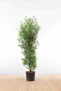 Laurier-cerise / Laurier Du Portugal Prunus Lusitanica Angustifolia 150-175 cm - Pot