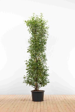 Laurier-cerise / Laurier Du Portugal Prunus Lusitanica Angustifolia 175-200 cm - Pot