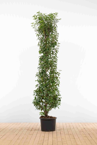 Laurier-cerise / Laurier Du Portugal Prunus Lusitanica Angustifolia 200-225 cm - Pot