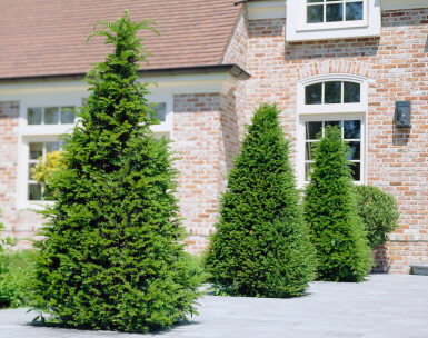 If Commun / Taxus Baccata 60-80 cm - Pot
