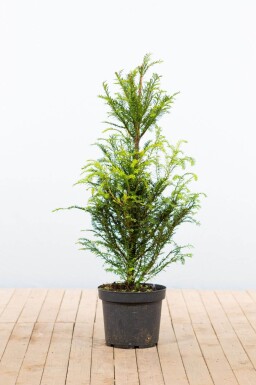 If Commun / Taxus Baccata 80-100 cm - Pot
