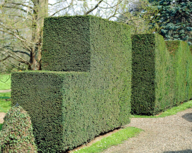 If Commun / Taxus Baccata 80-100 cm - Pot