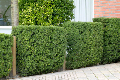 If Commun / Taxus Baccata 80-100 cm - Pot