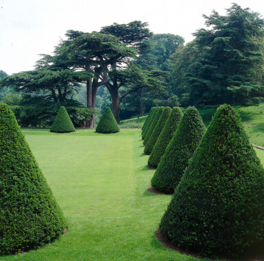 If Commun / Taxus Baccata 80-100 cm - Pot
