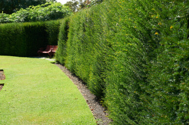 If Commun / Taxus Baccata 80-100 cm - Pot