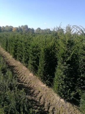 If Commun / Taxus Baccata 80-100 cm - Pot