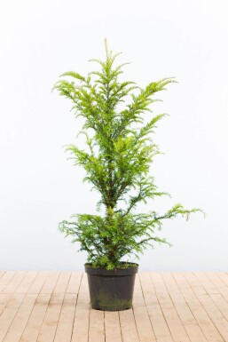 If Commun / Taxus Baccata 100-120 cm - Pot