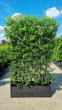 Portugiesischer Kirschlorbeer / Prunus Lusitanica Angustifolia Fertighecke 100x30x180cm