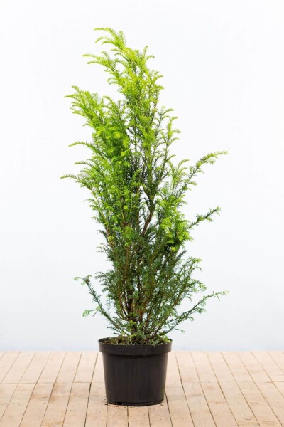 If Commun / Taxus Baccata 120-140 cm - Pot