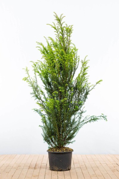 If Commun / Taxus Baccata 140-160 cm - Pot