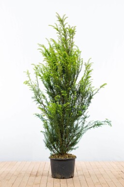 If Commun / Taxus Baccata 140-160 cm - Pot