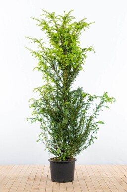 If Commun / Taxus Baccata 160-180 cm - Pot