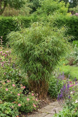 Bambou / Fargesia Rufa 150-175 cm - Pot