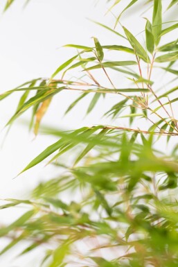 Bambou / Fargesia Rufa 150-175 cm - Pot