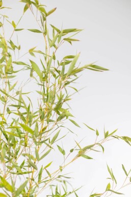 Bambou / Phyllostachys Aurea 200-225 cm - Pot