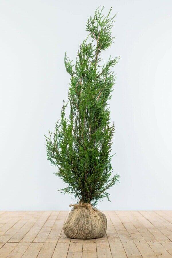 Thuja 'Atrovirens’