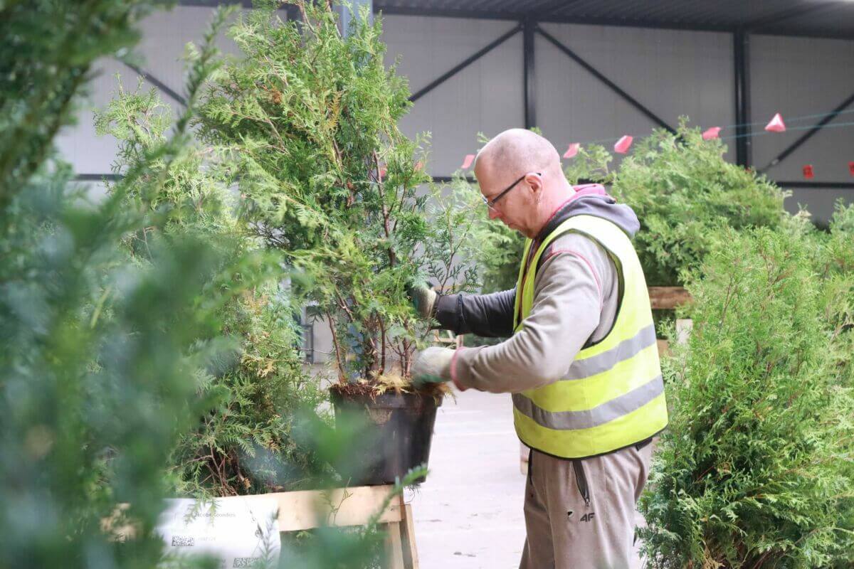 Comment emballons-nous nos plantes et nos arbres ?