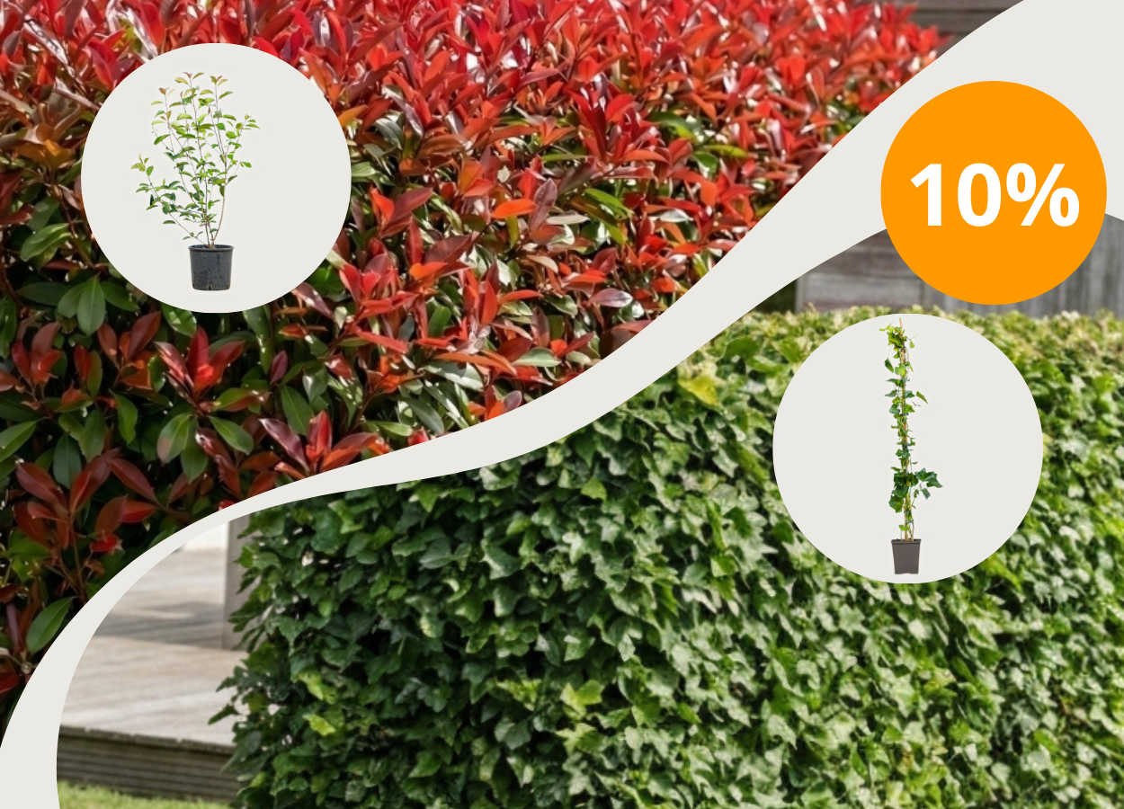 10% de réduction avec PACKSDEMASSIFS10 sur Photinia + Hedera Hibernica