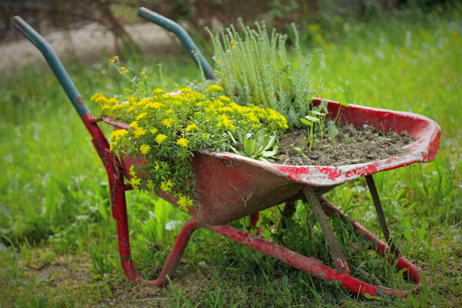 Les mauvaises herbes sont-elles vraiment indésirables?