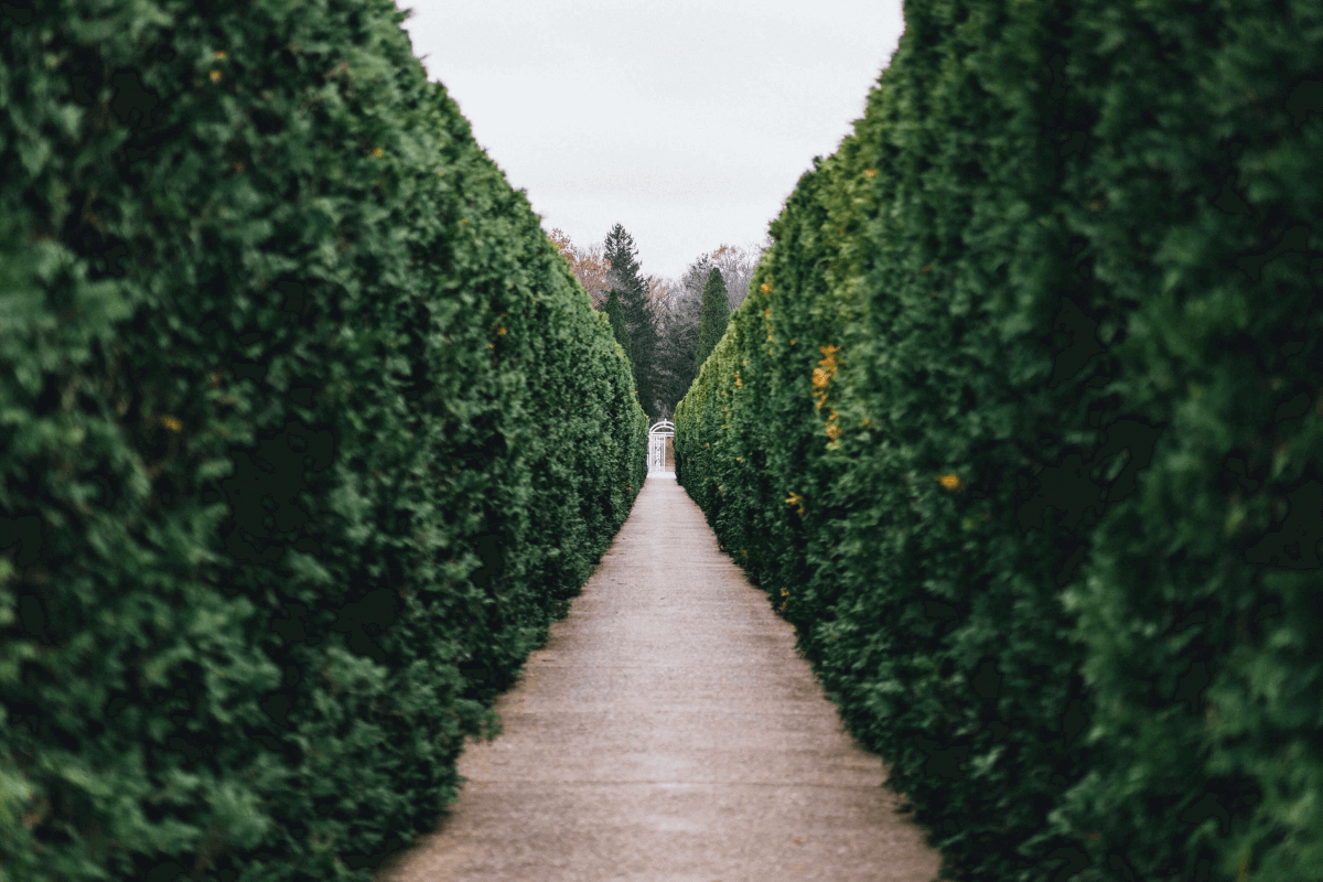 Les plantes de haies sont plus qu'un excellent moyen de clôturer votre jardin