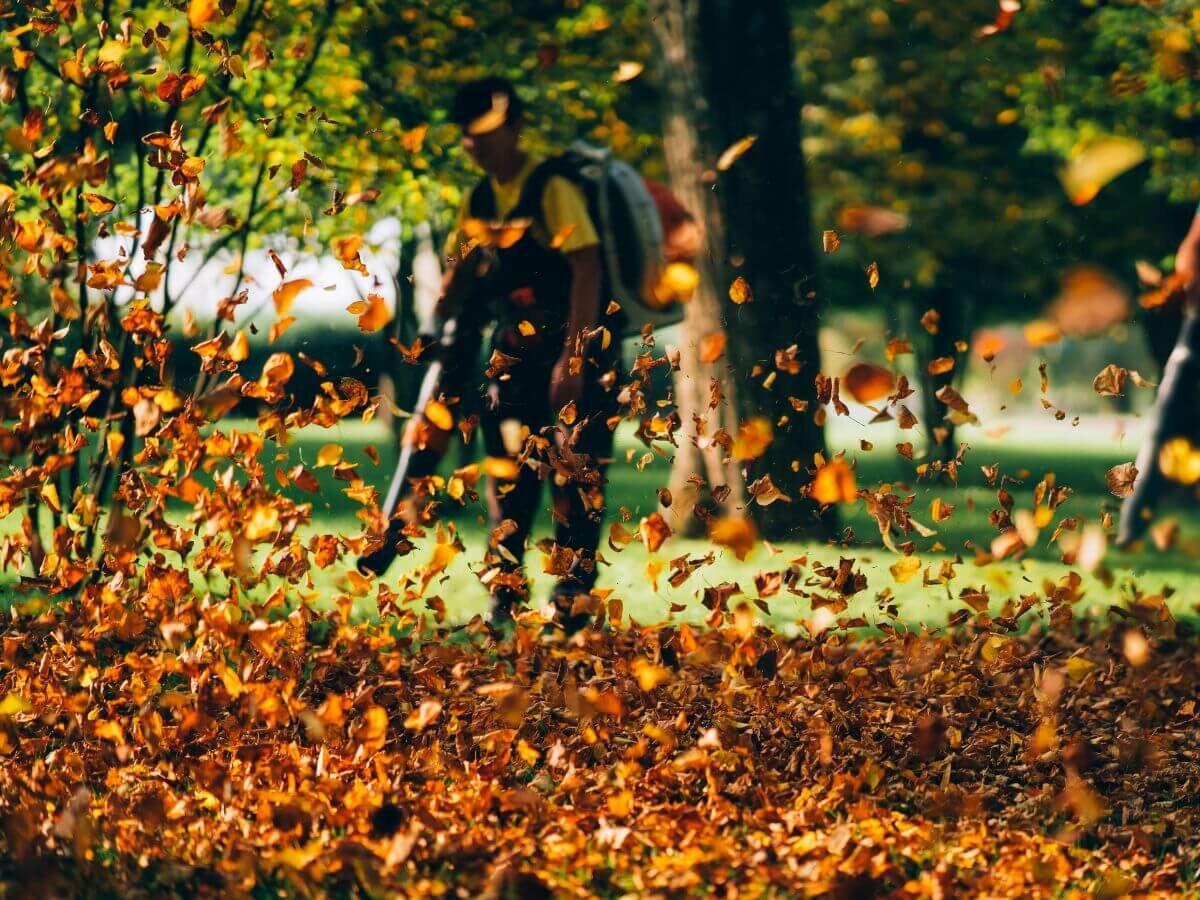 Utilisez intelligemment les feuilles d’automne comme protection naturelle pour votre jardin image