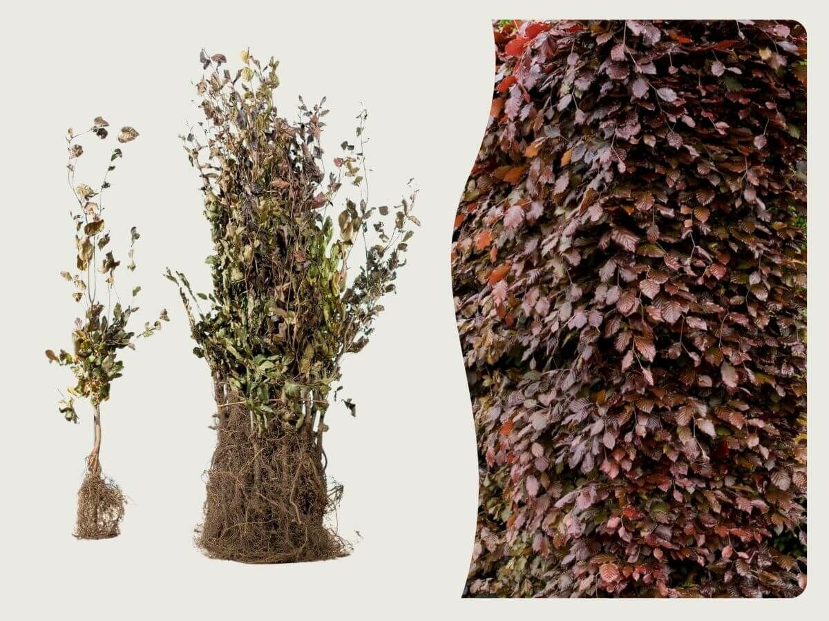 Planter des racines nues : quels sont les avantages et comment faire ? image