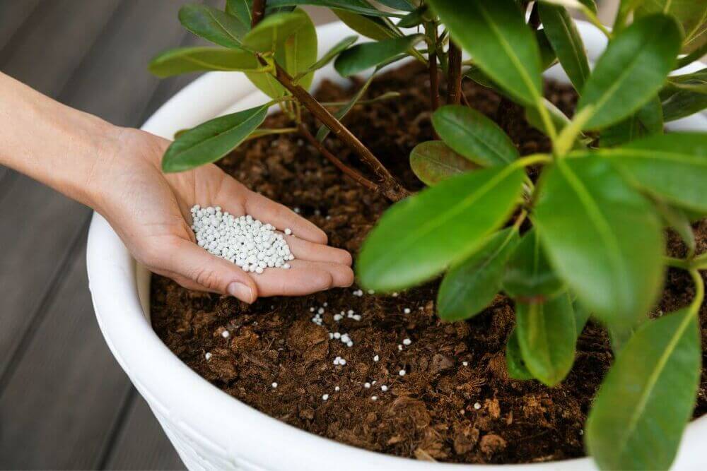 Comment entretenir des plantes de haies en pot ?