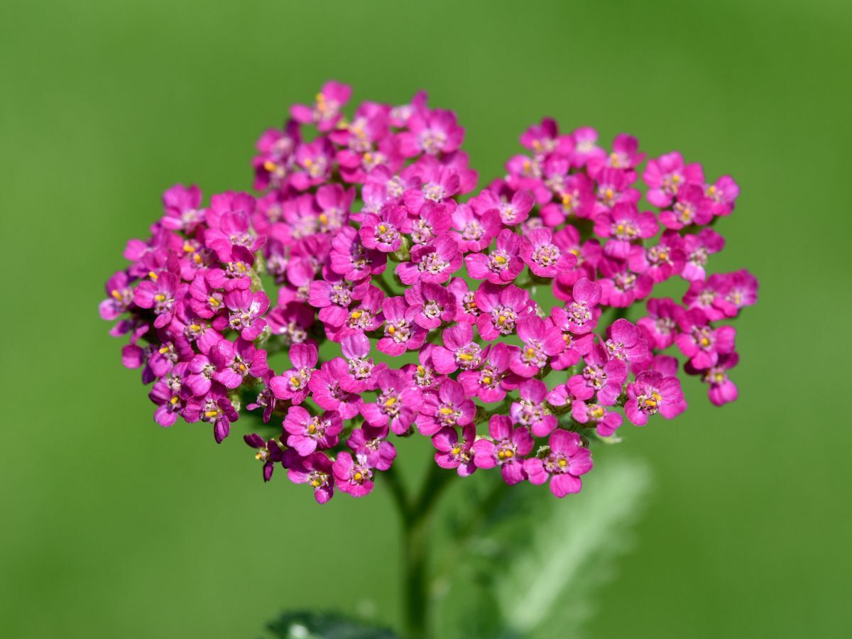 Top 7 plantes de prairie pour un jardin naturel image