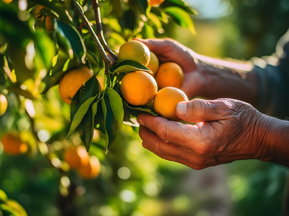 Plan par étapes pour la plantation de plantes de jardin, d’arbustes et de plantes méditerranéennes en pleine terre