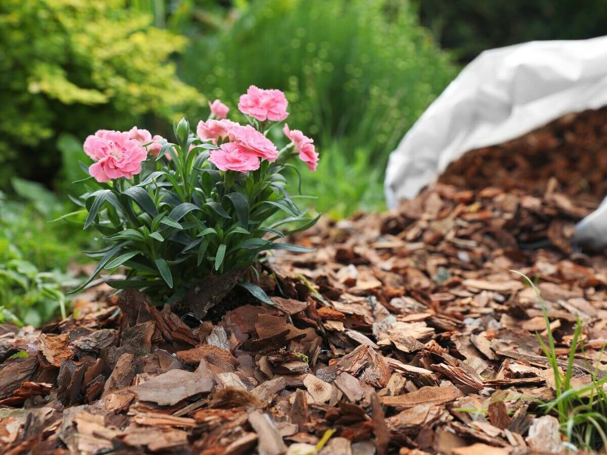 Protégez vos plantes de jardin du gel sans plastique ni voile d’hivernage image