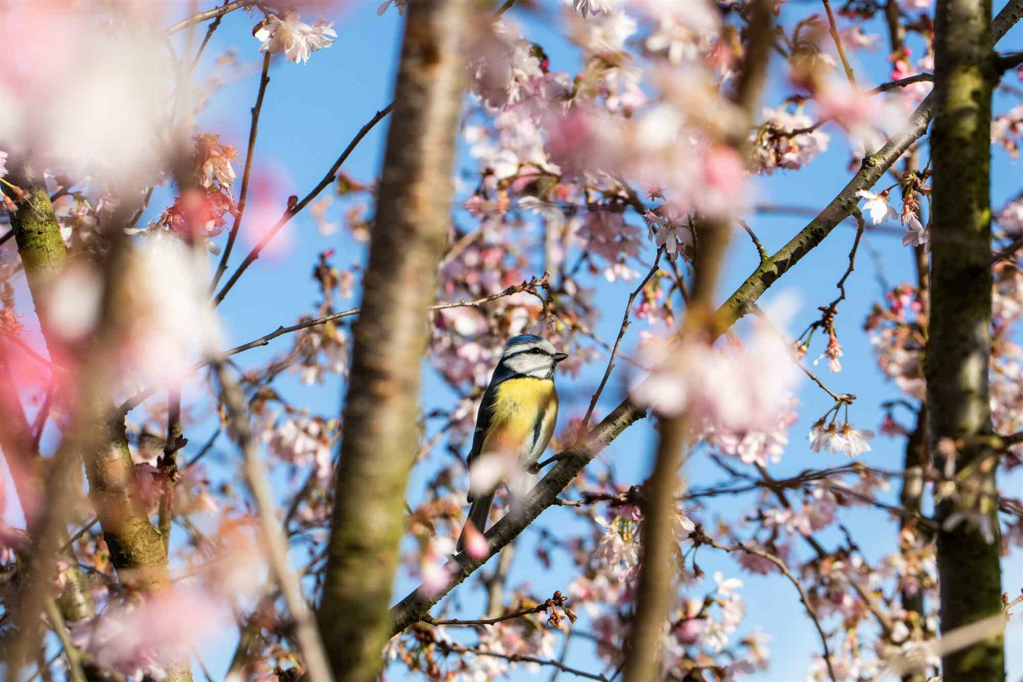 Créez votre propre jardin à l’anglaise
