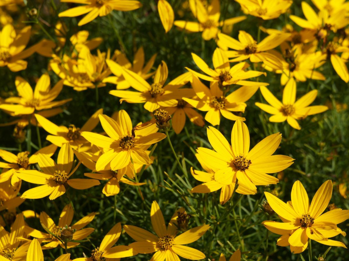 Top 7 plantes de prairie pour un jardin naturel image