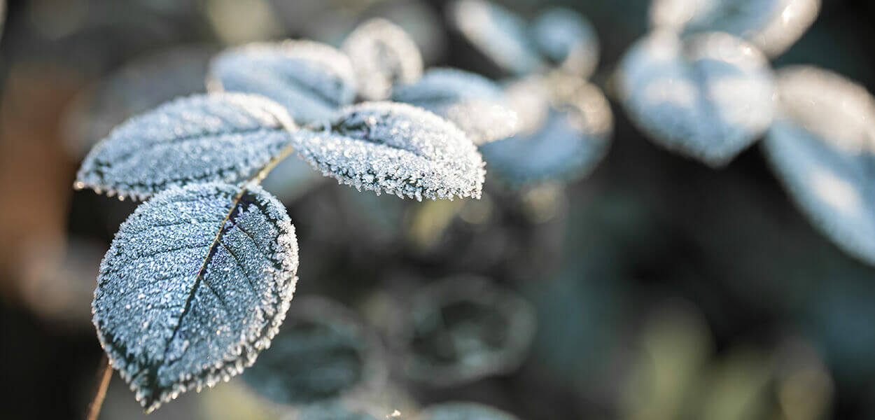 Zones de rusticité hivernale