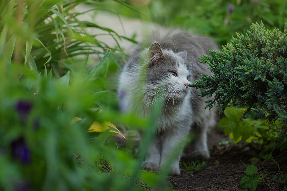 Plantes de haies et animaux domestiques ? Choisissez judicieusement !