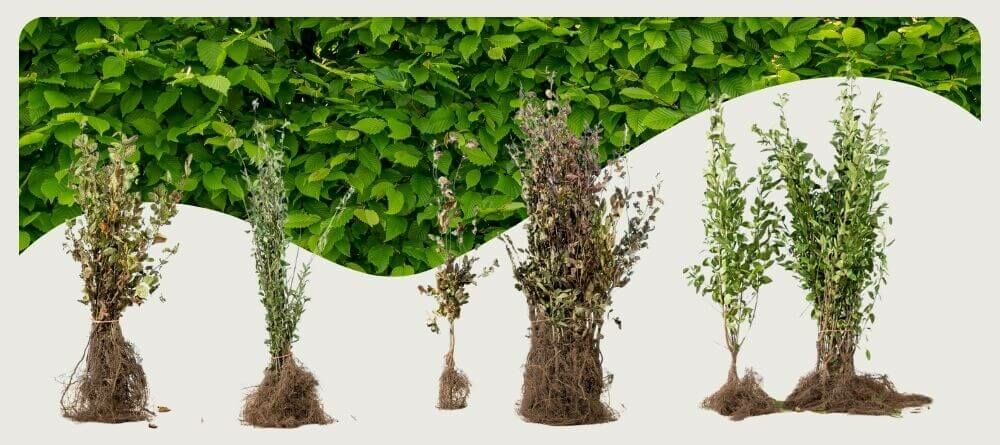 Planter des racines nues : quels sont les avantages et comment faire ?