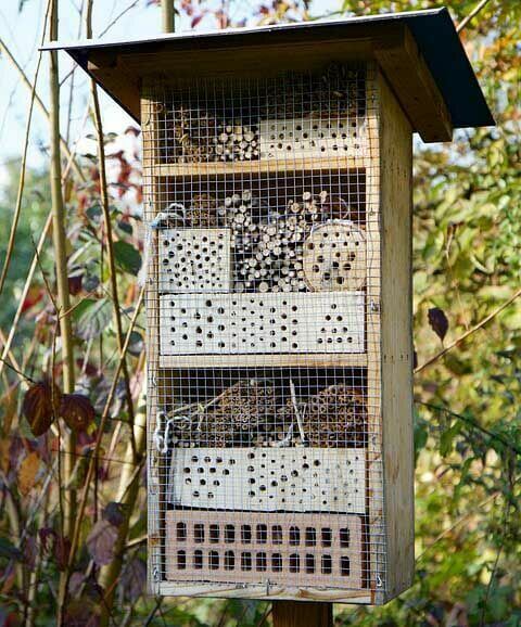 Des plantes mellifères pour un paradis des abeilles !