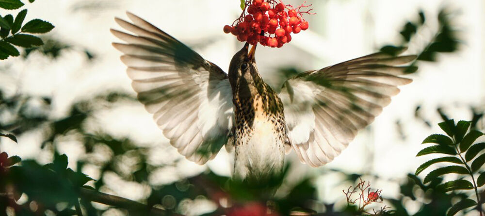 Transformez votre jardin en paradis pour les oiseaux